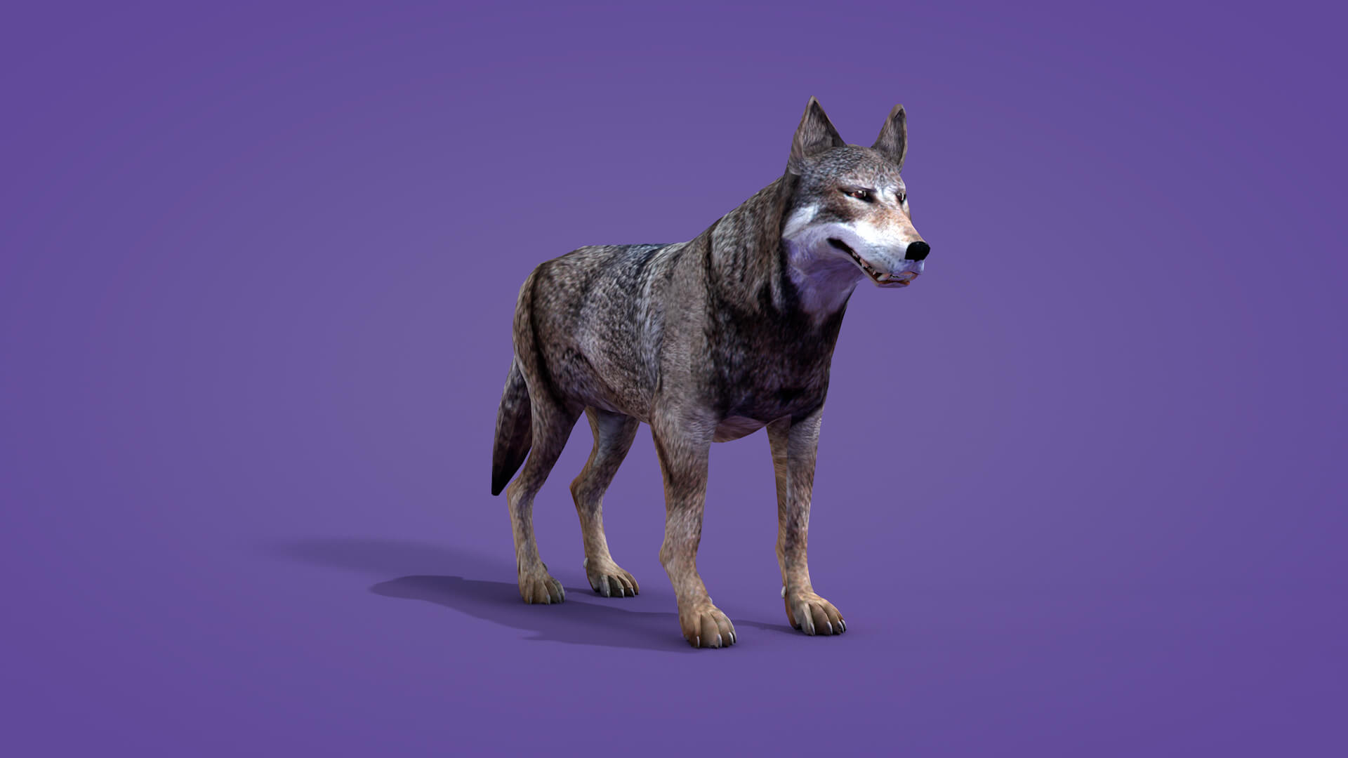 Iberian Wolf 3D Model