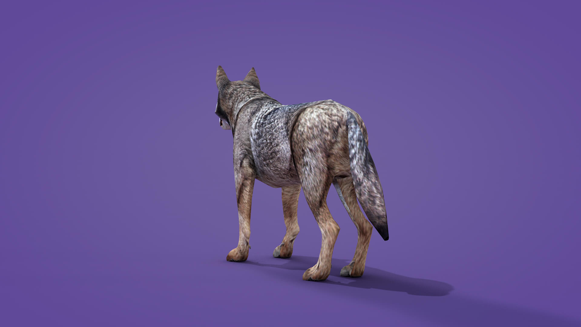 Iberian Wolf 3D Model