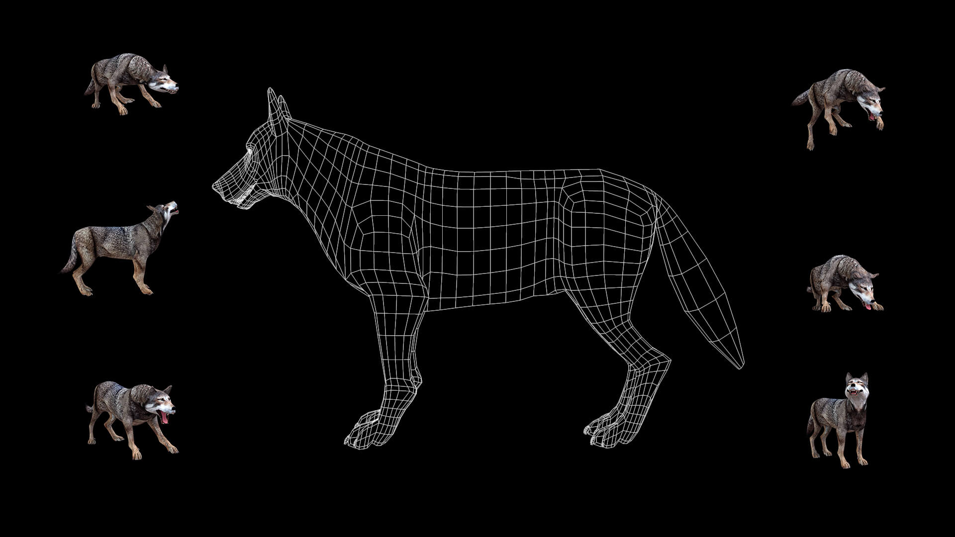 Iberian Wolf 3D Model