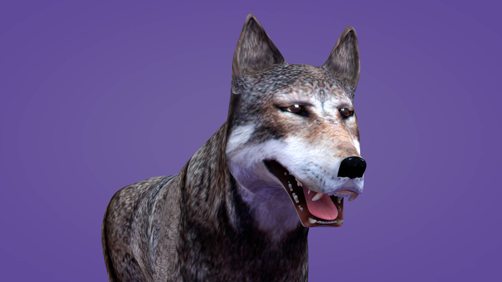 Iberian Wolf 3D Model