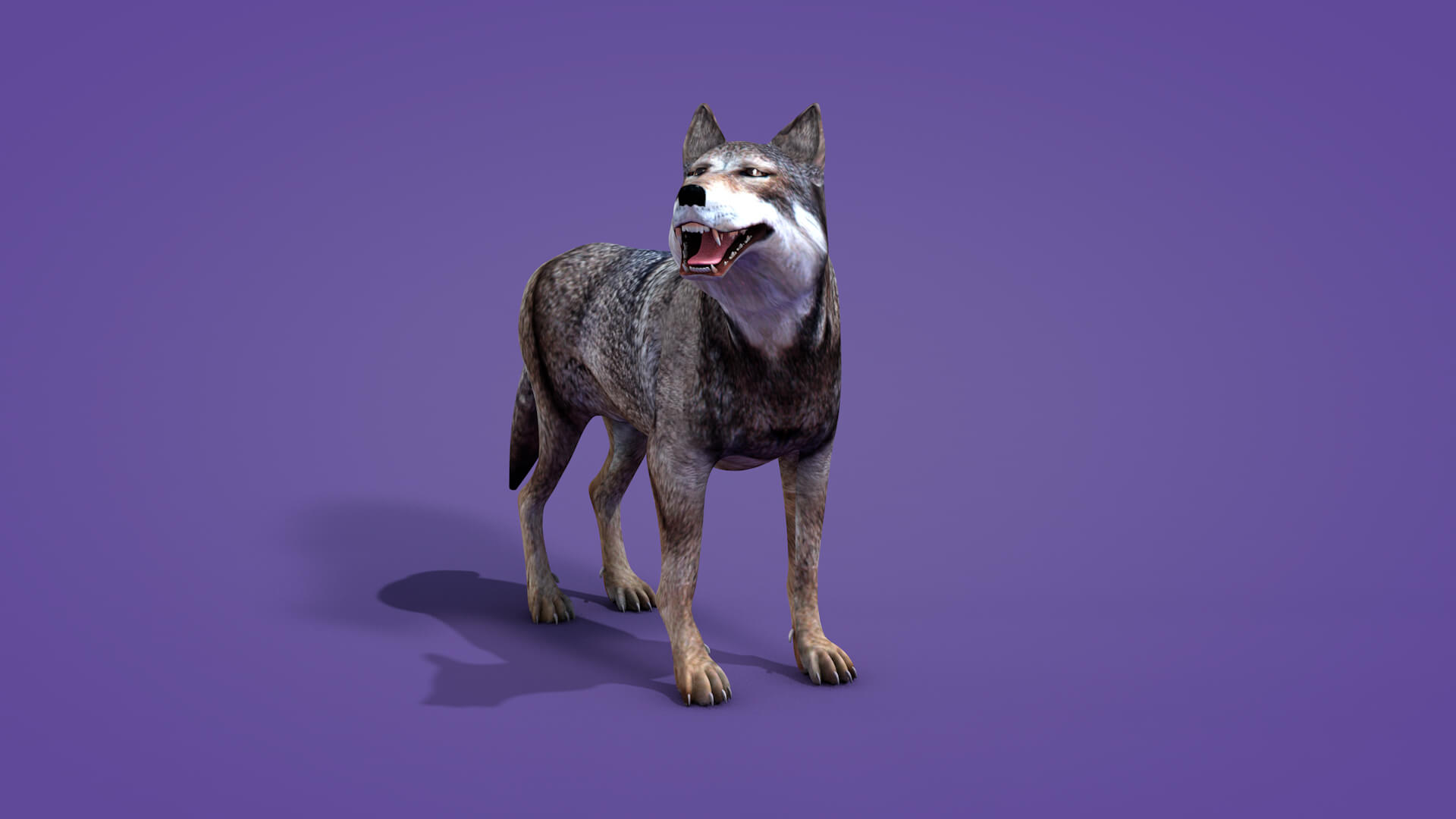 Iberian Wolf 3D Model