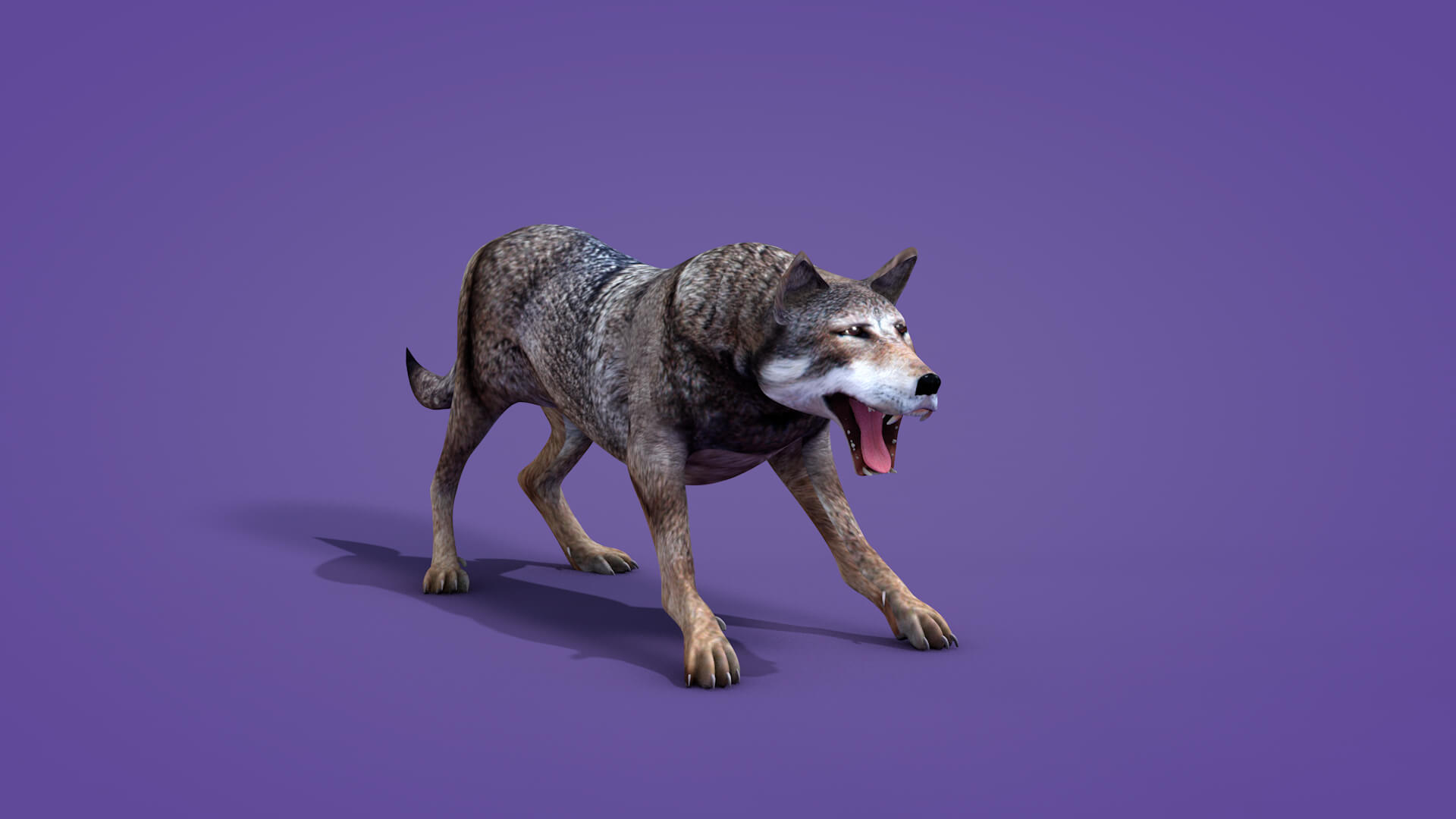Iberian Wolf 3D Model