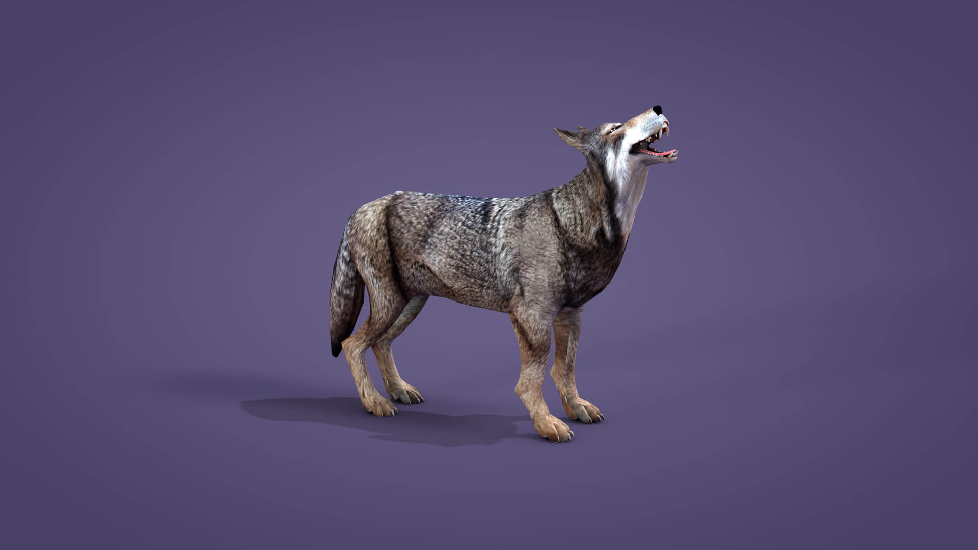 Iberian Wolf 3D Model