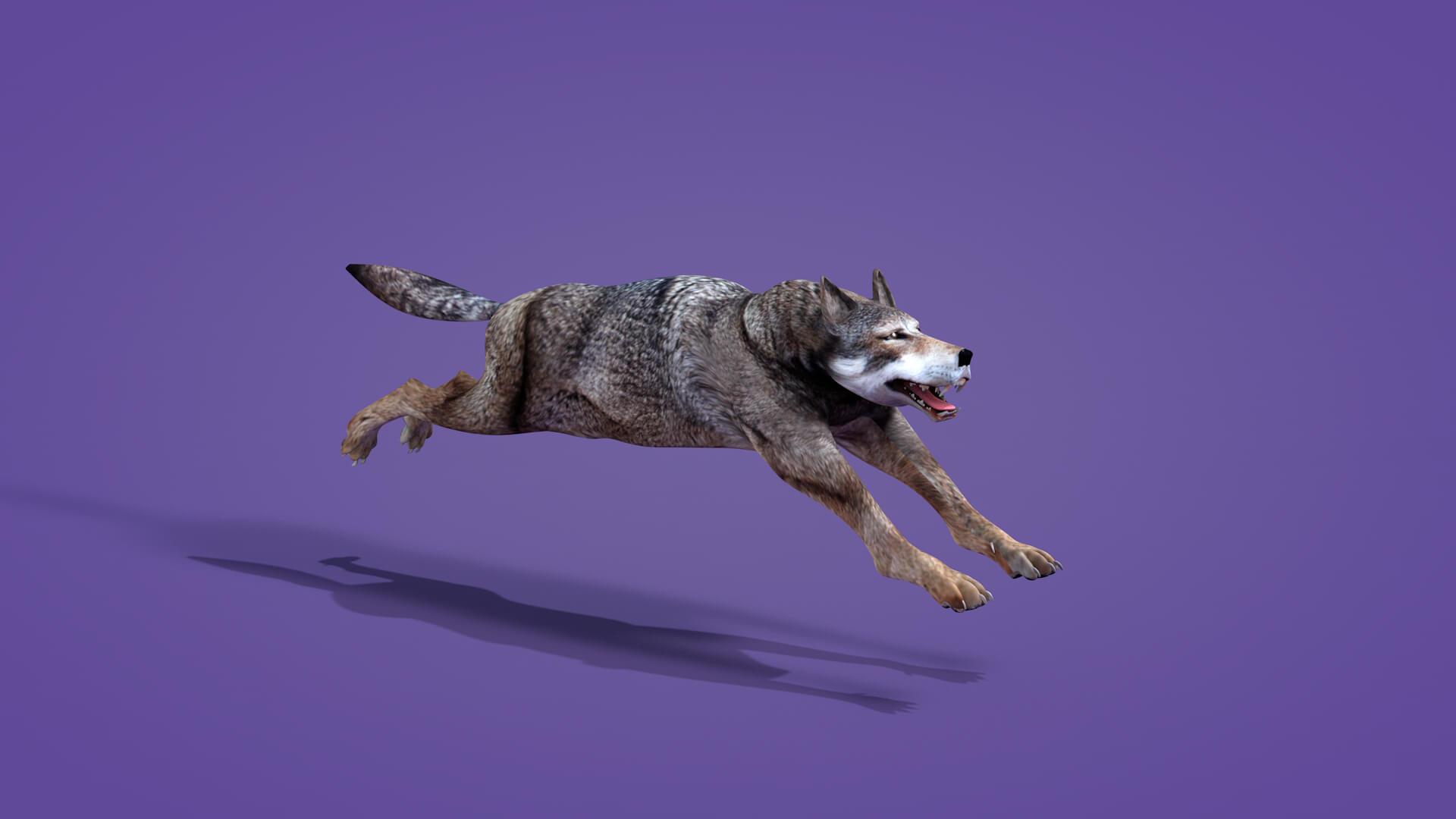 Iberian Wolf 3D Model