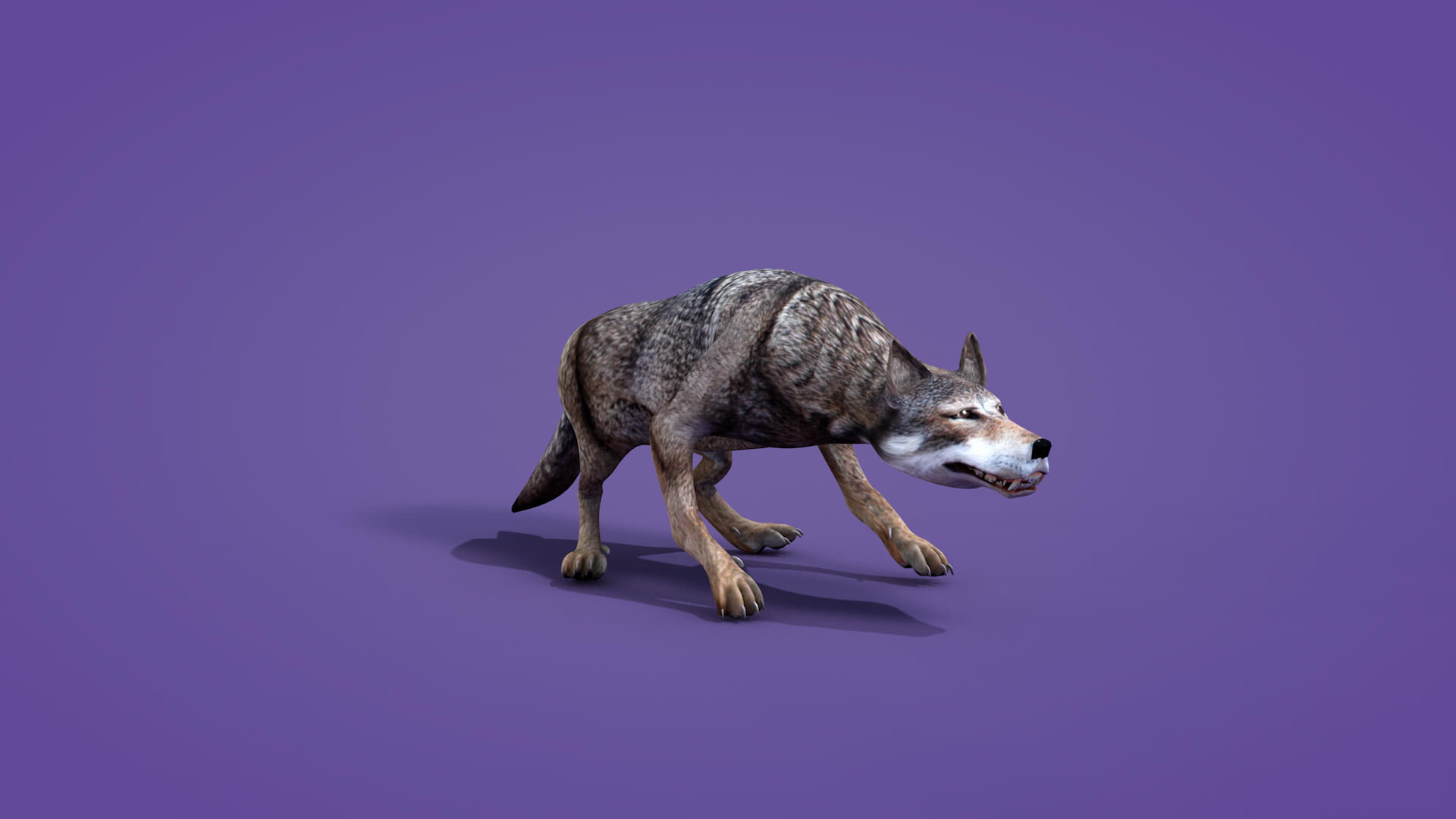 Iberian Wolf 3D Model