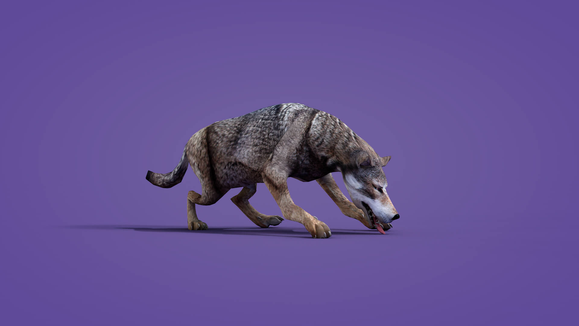 Iberian Wolf 3D Model