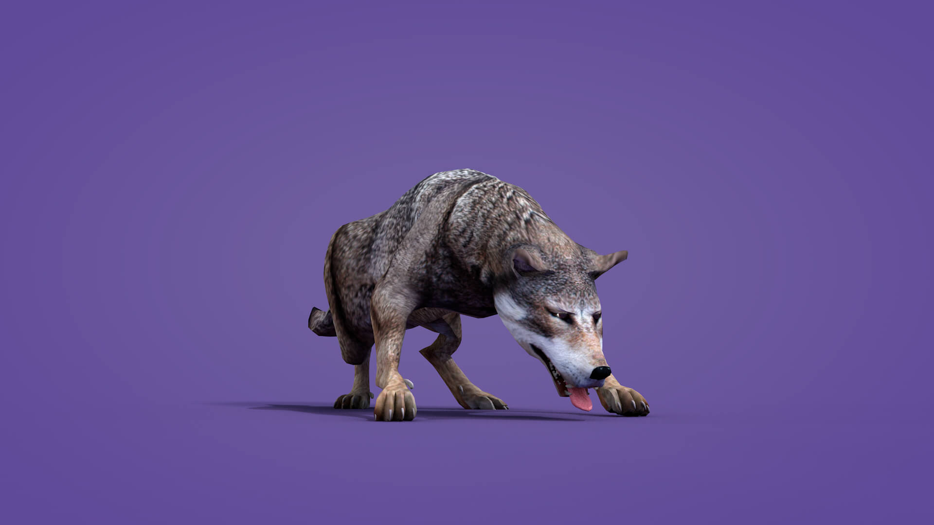 Iberian Wolf 3D Model