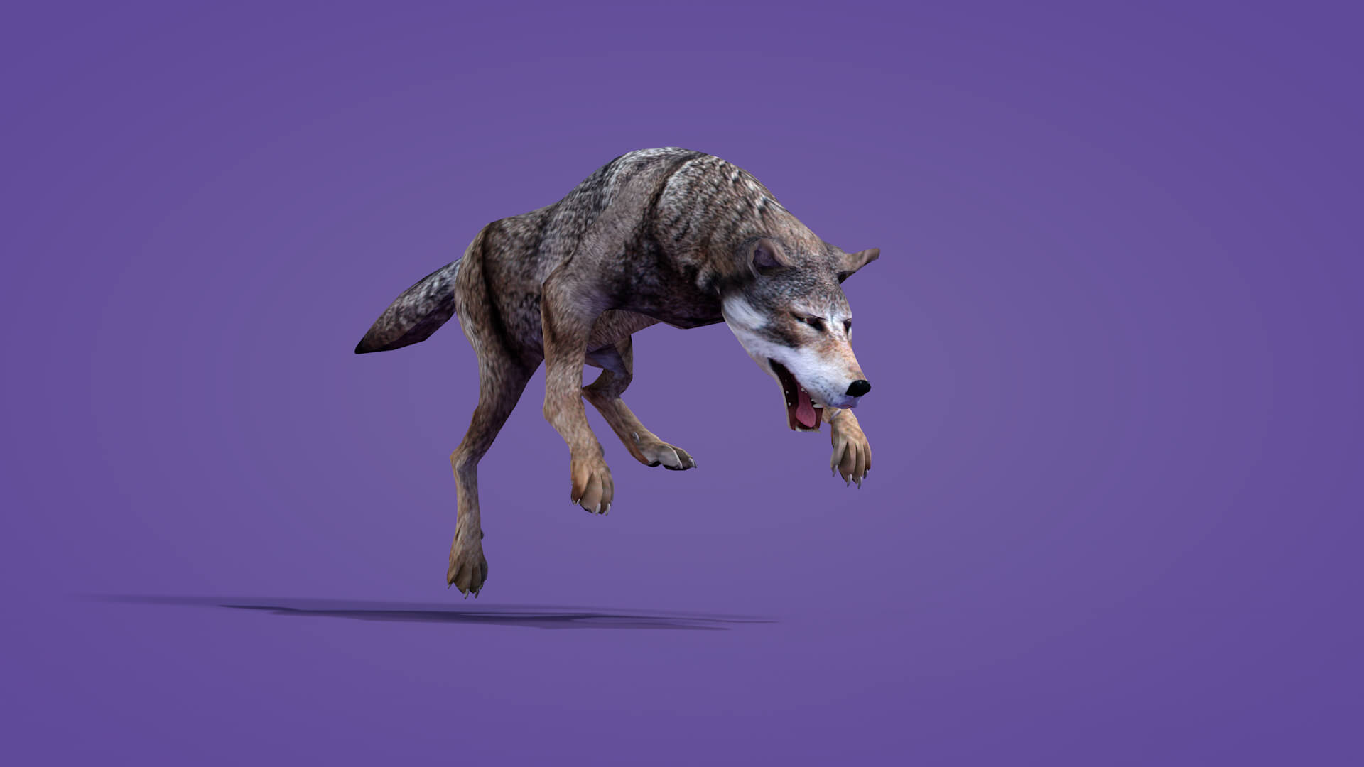 Iberian Wolf 3D Model