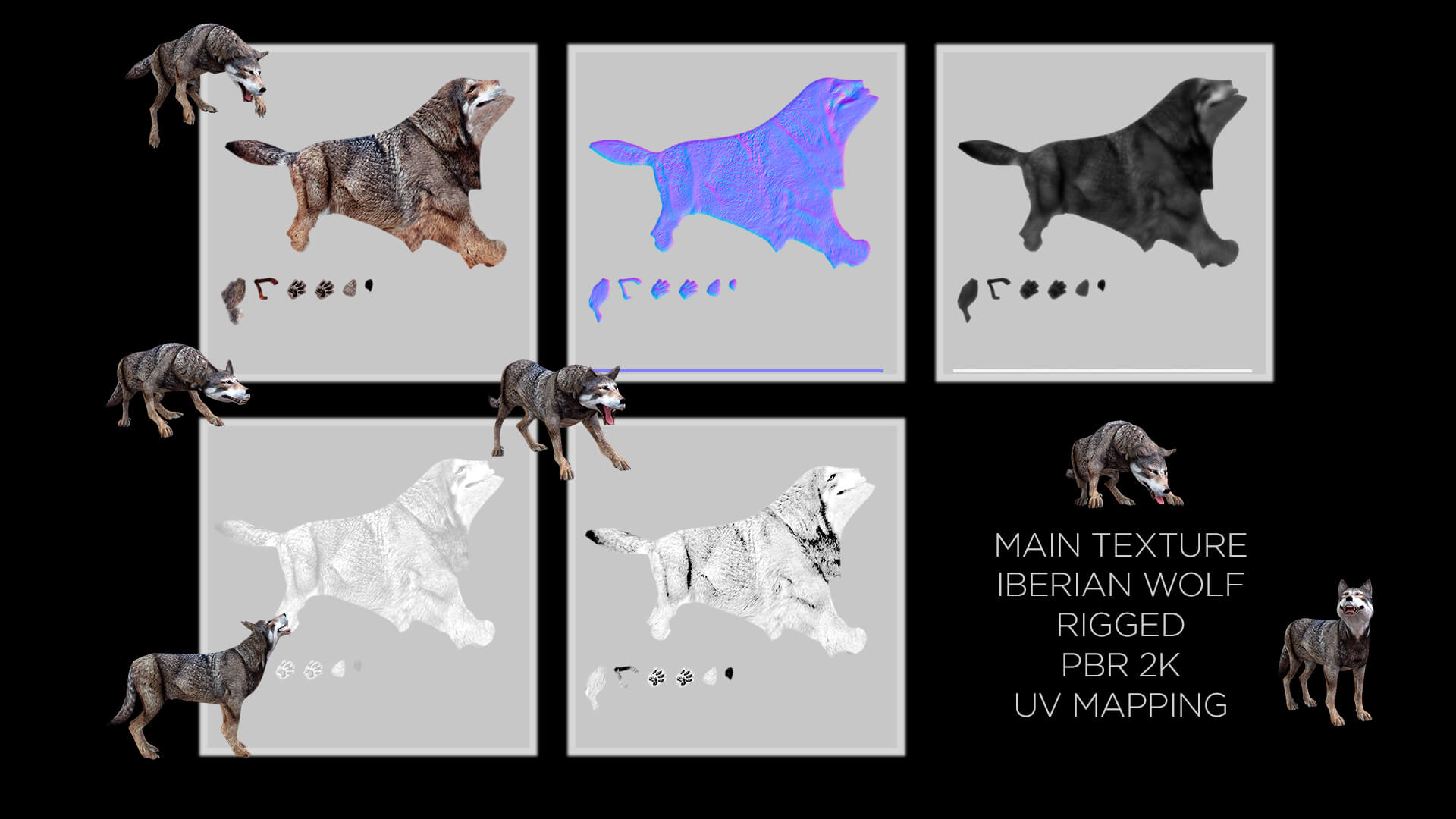 Iberian Wolf 3D Model