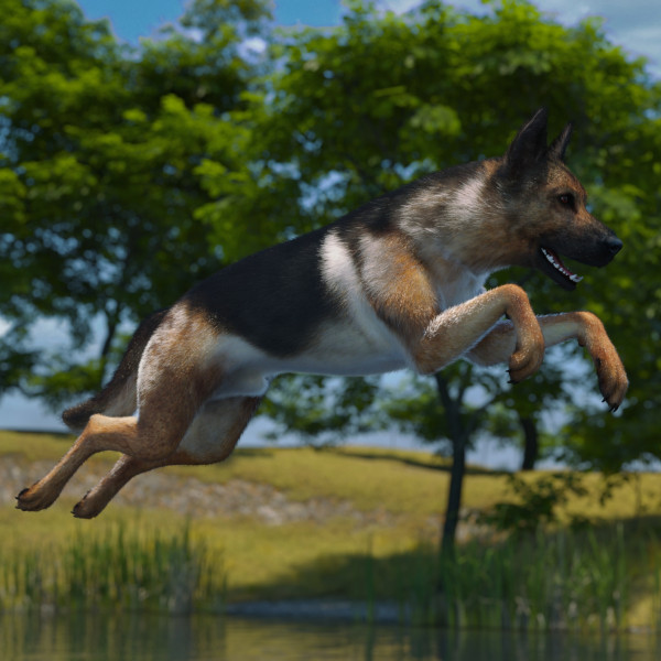 German Shepherd