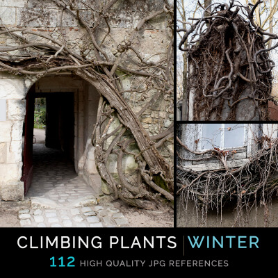 Climbing Plants Winter