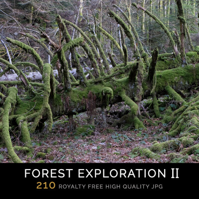 Forest Exploration Part II