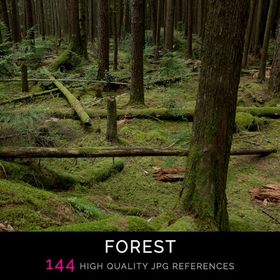 Forest Exploration III