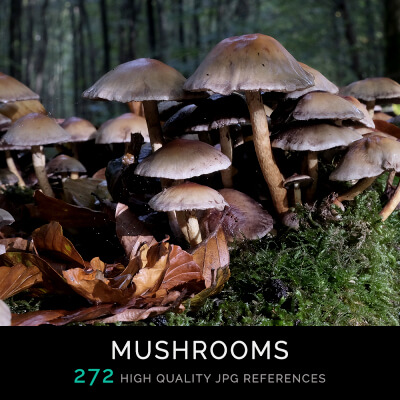 Mushrooms Photo Pack