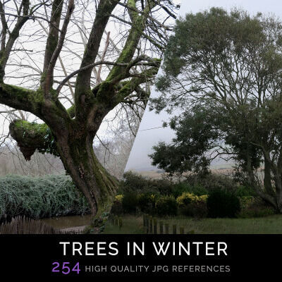 Trees in Winter