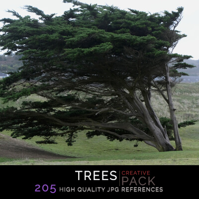 Trees Photo Pack