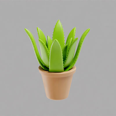 Aloe Vera Plant