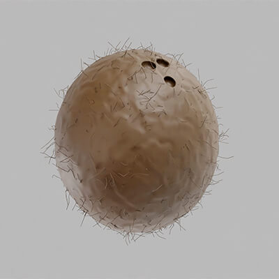 Coconut Foods