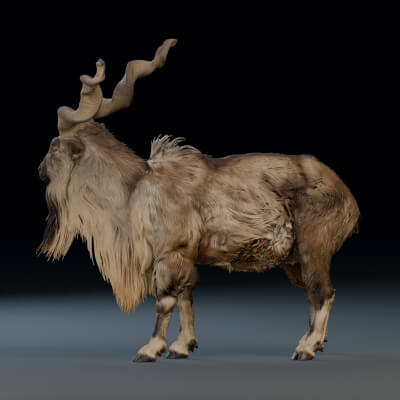 Markhor &mdash HD Rigged Pakistan Mountain Goat 3D Model