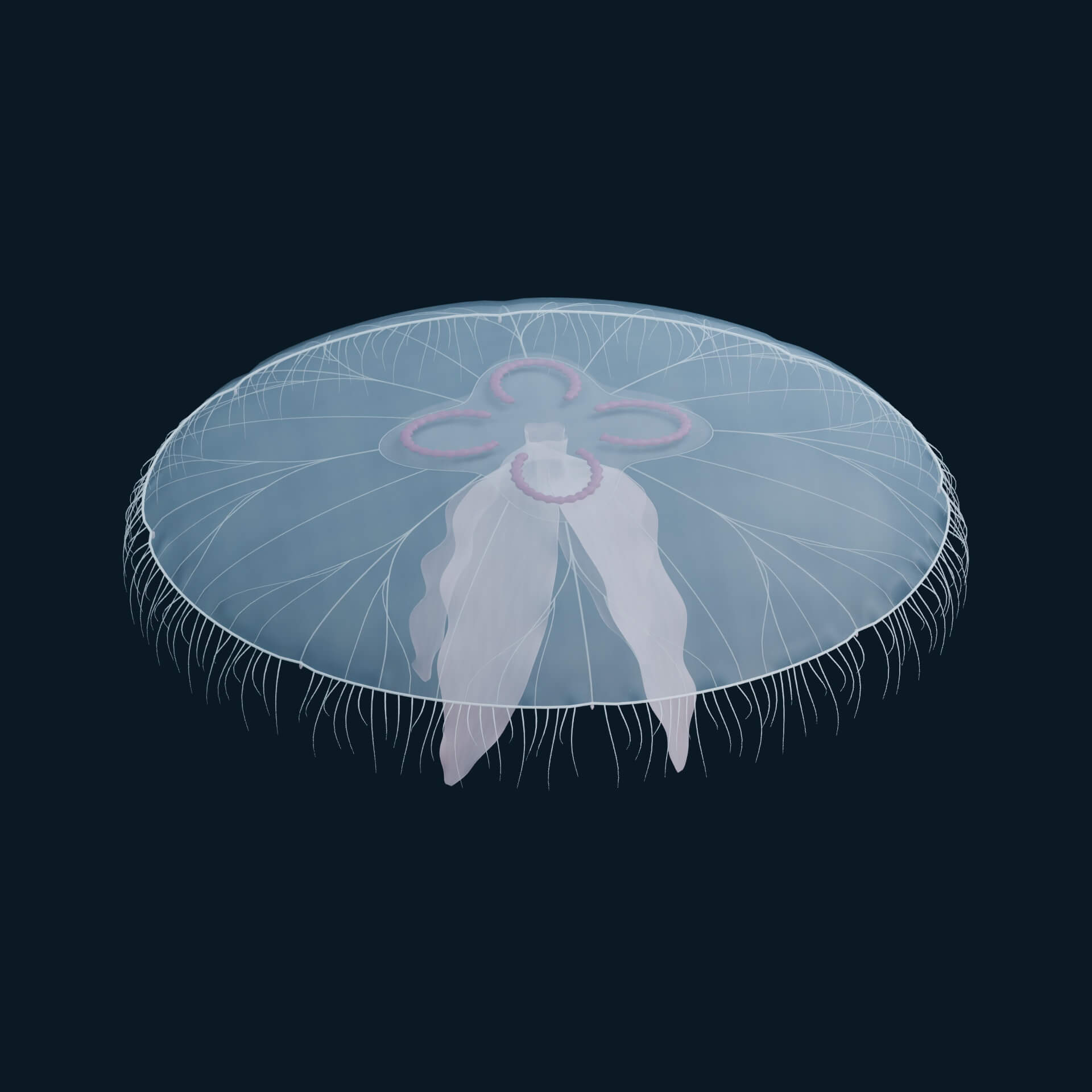 Aurelia Aurita - Rigged 3D Animal 3D Model