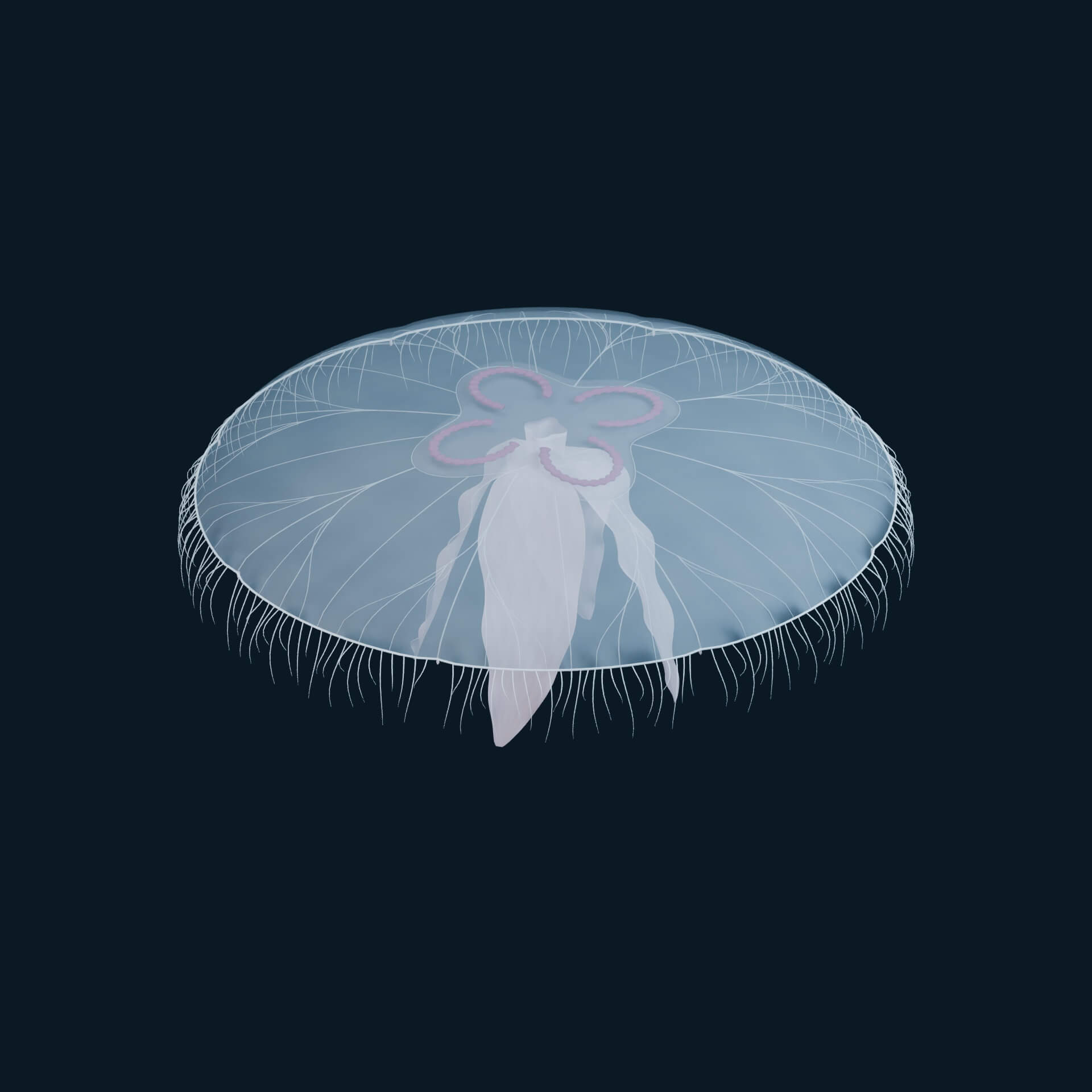 Aurelia Aurita - Rigged 3D Animal 3D Model