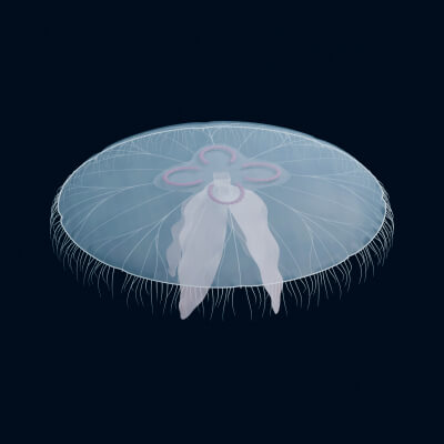 Aurelia Aurita - Rigged 3D Animal