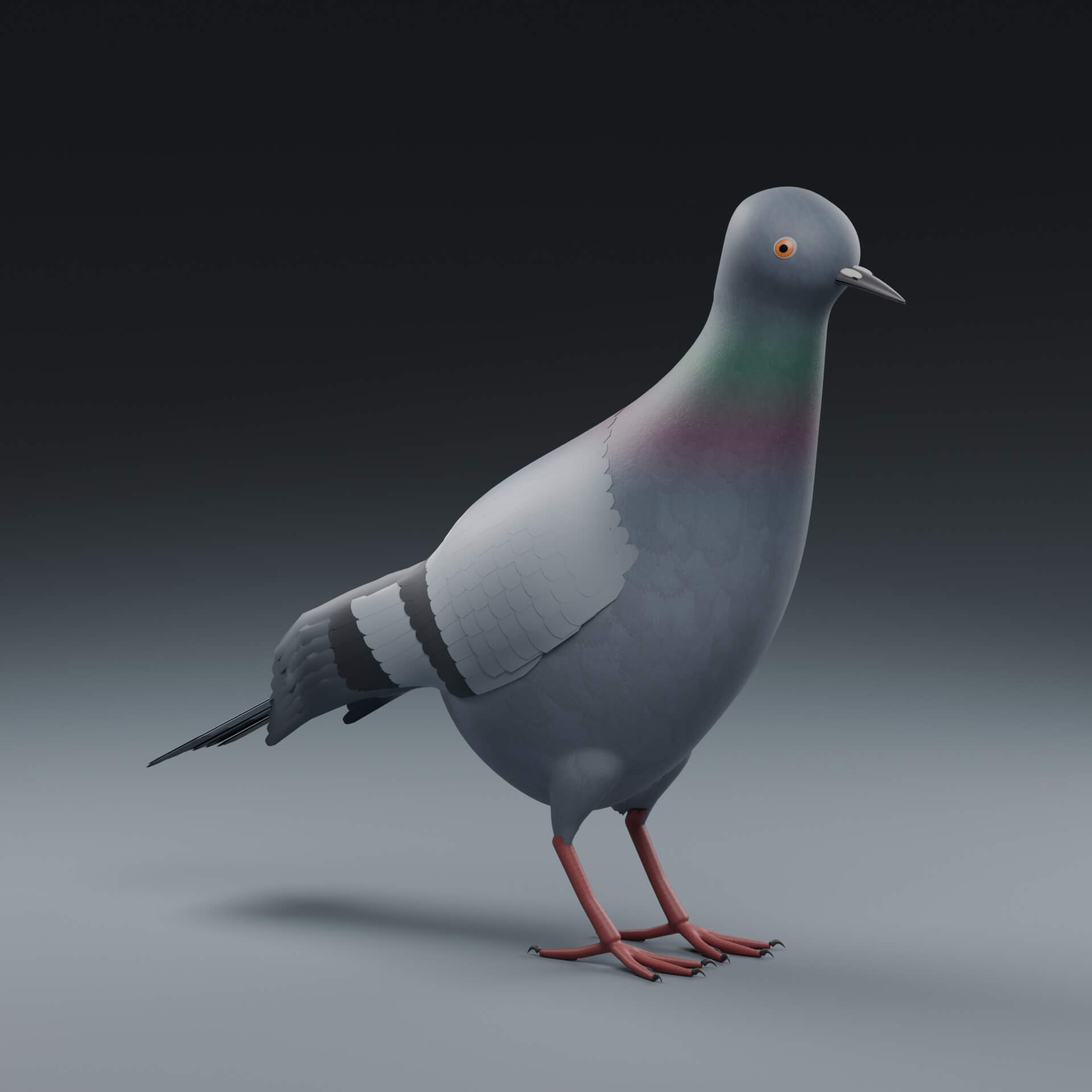 Columba Livia - Rigged 3D Animal 3D Model