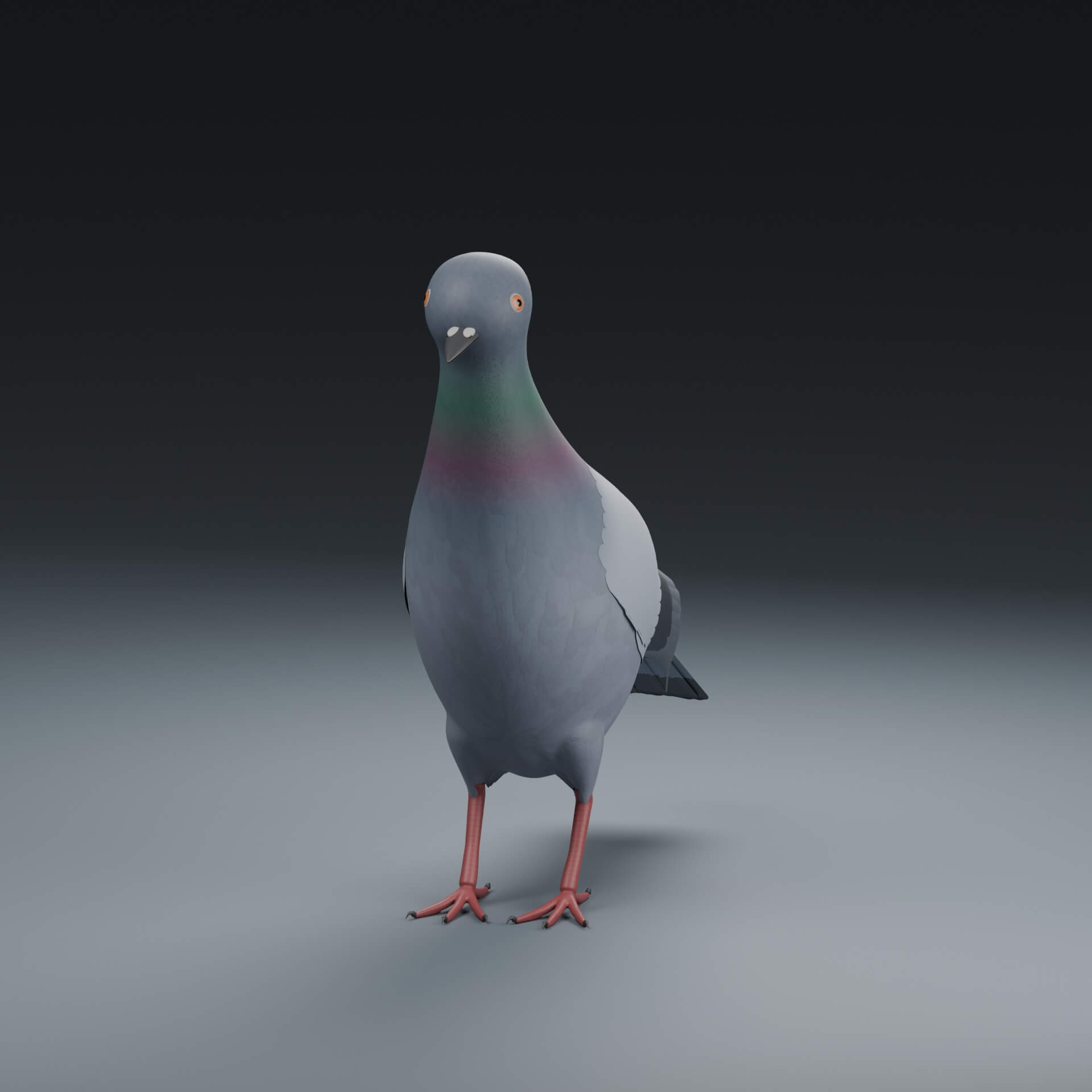 Columba Livia - Rigged 3D Animal 3D Model