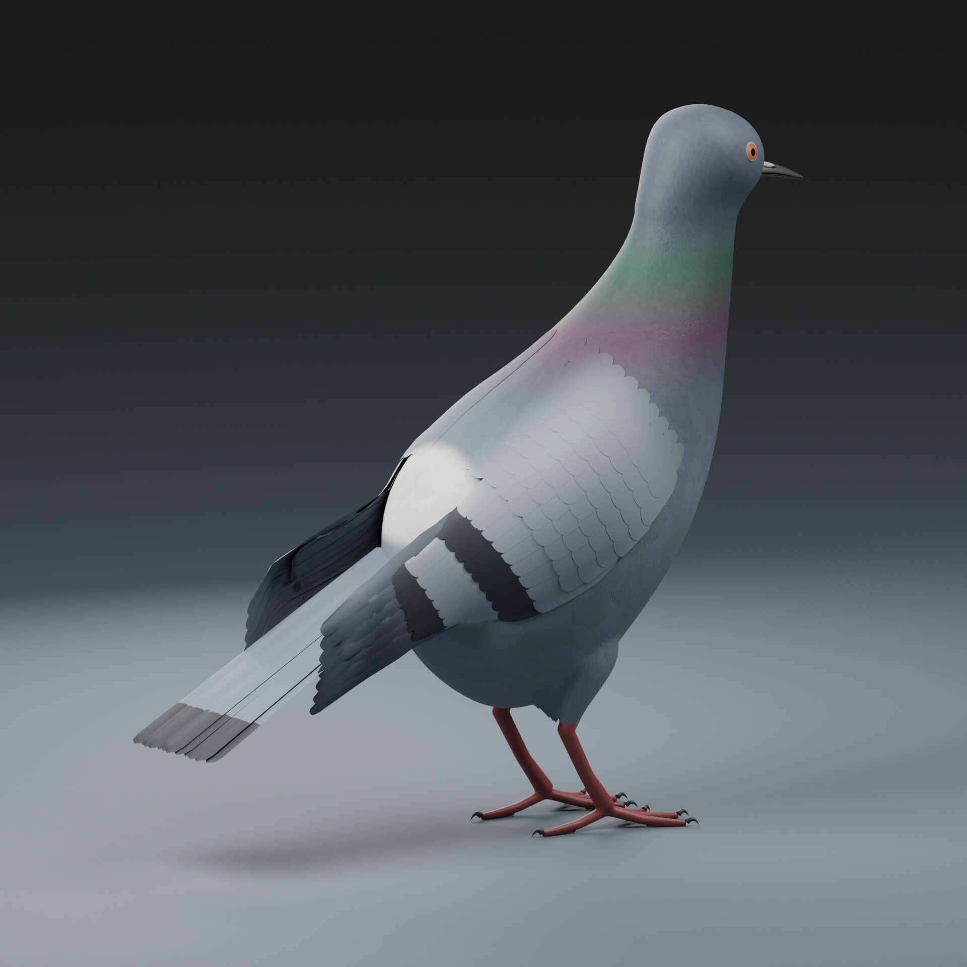 Columba Livia - Rigged 3D Animal 3D Model