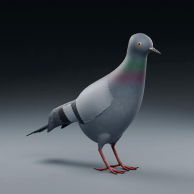 Columba Livia - Rigged 3D Animal