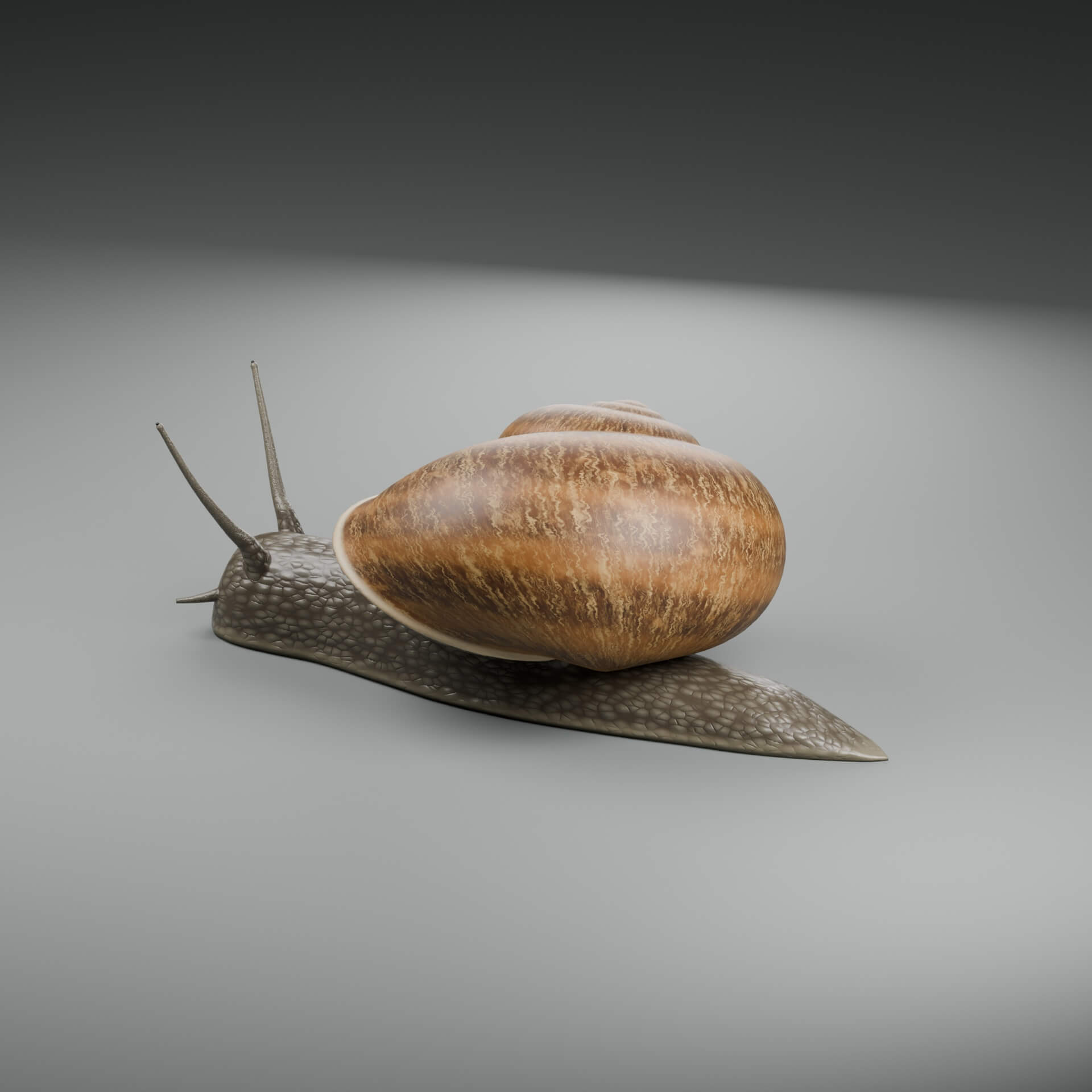 Cornu Aspersum - Rigged 3D Animal 3D Model