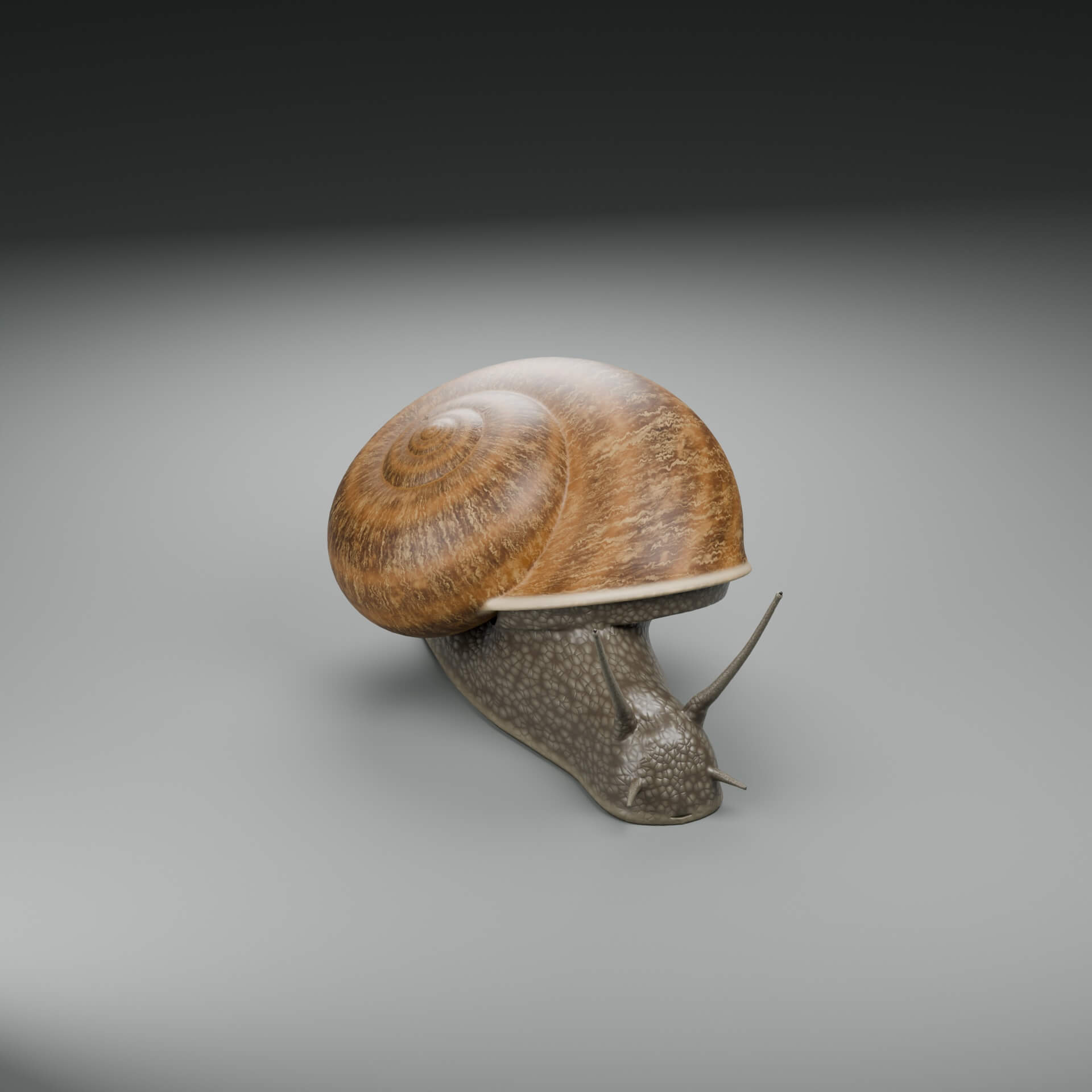 Cornu Aspersum - Rigged 3D Animal 3D Model
