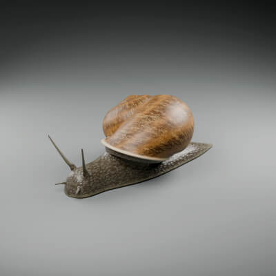 Cornu Aspersum - Rigged 3D Animal