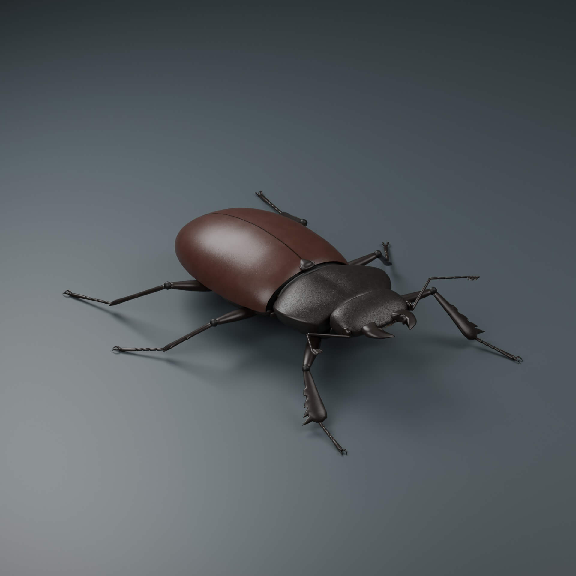 Lucanus cervus - Female - Rigged 3D Animal 3D Model