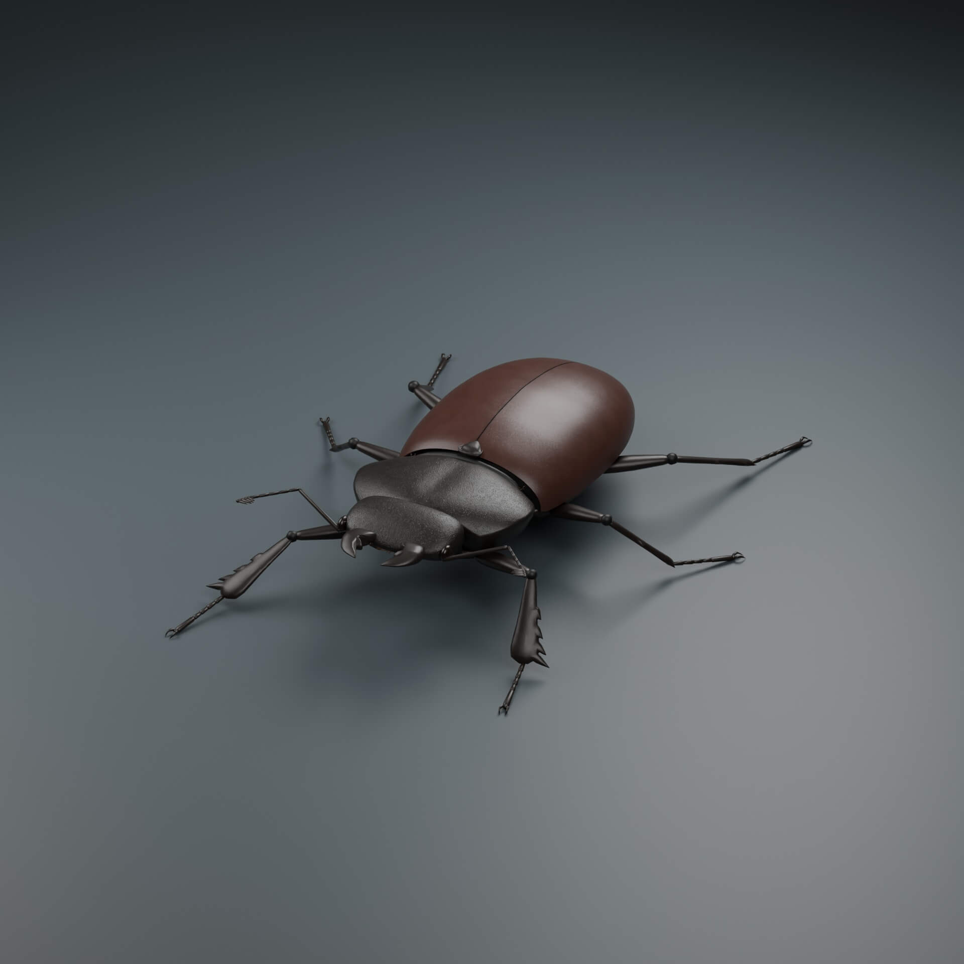 Lucanus cervus - Female - Rigged 3D Animal 3D Model