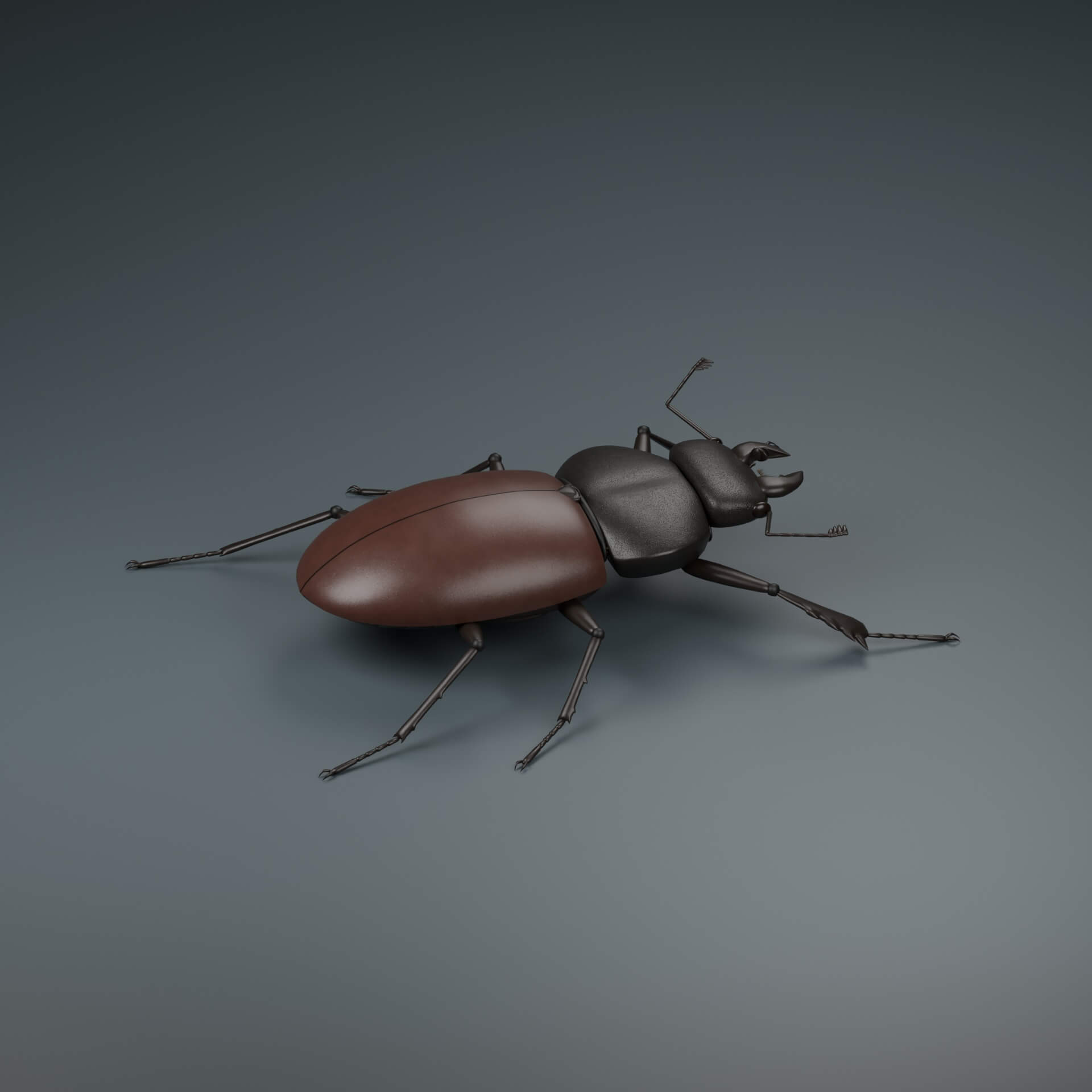 Lucanus cervus - Female - Rigged 3D Animal 3D Model