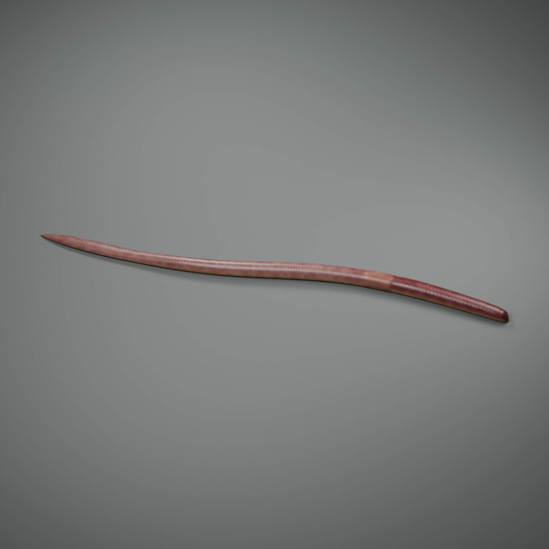 Lumbricus Terrestris - Rigged 3D Animal 3D Model