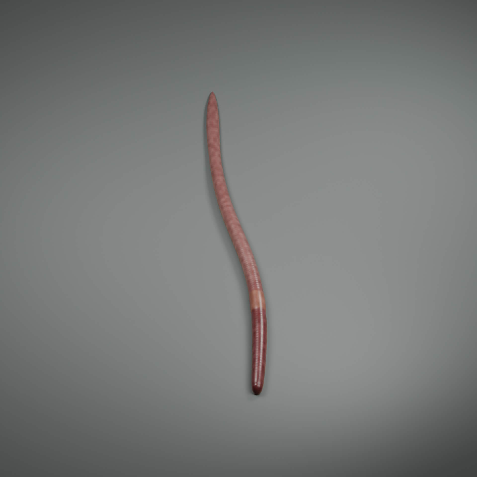 Lumbricus Terrestris - Rigged 3D Animal 3D Model