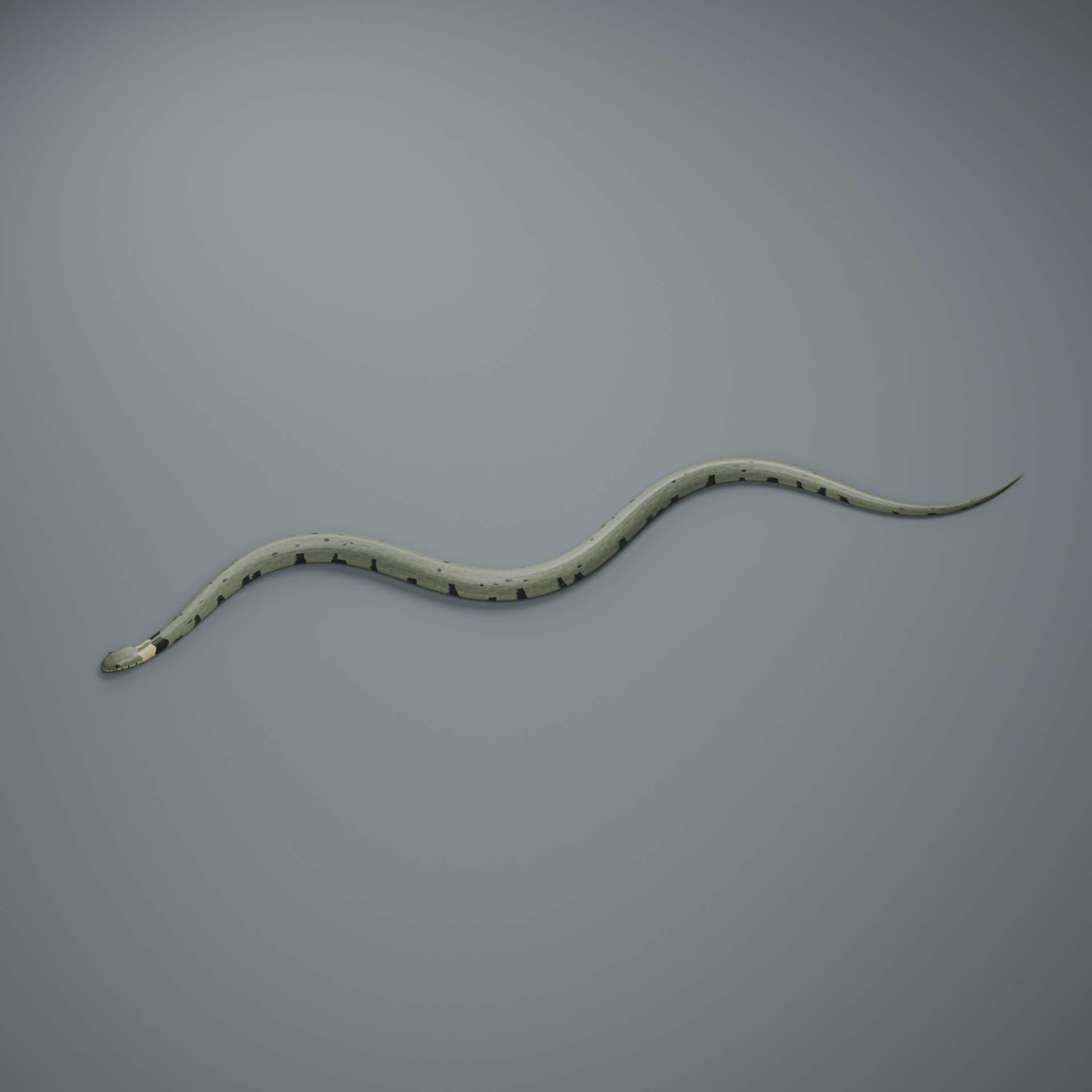 Natrix helvetica - Rigged 3D Animal 3D Model