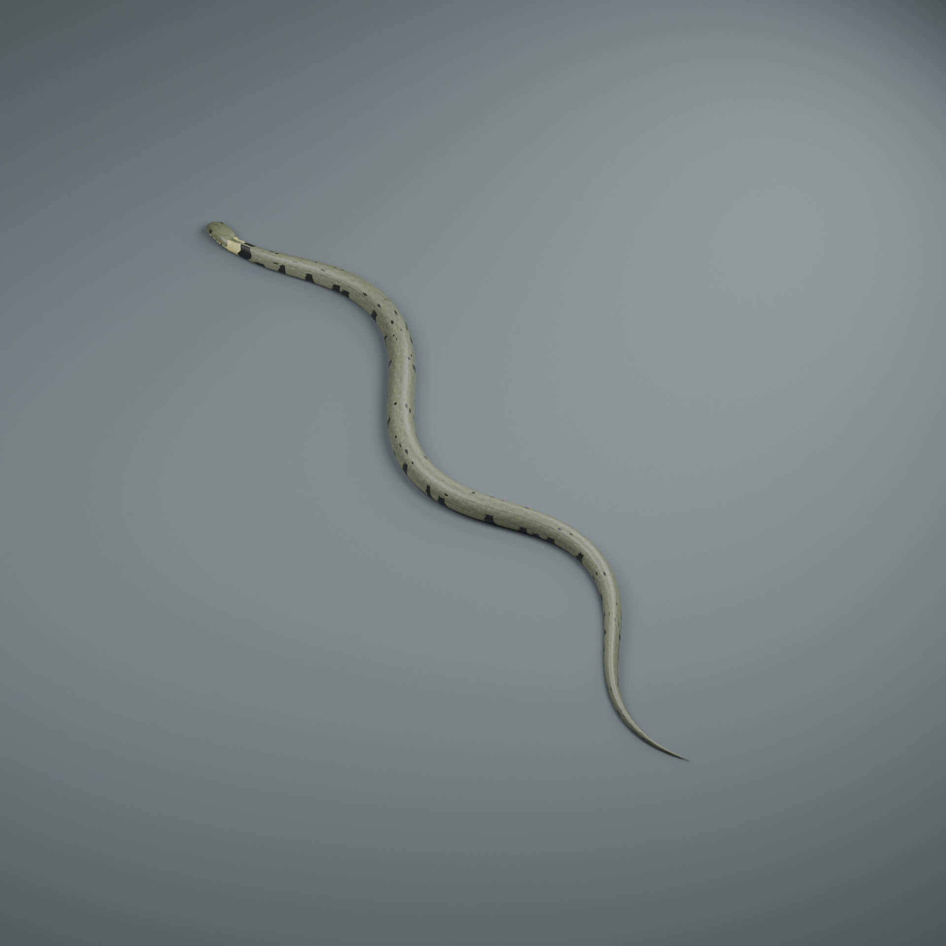 Natrix helvetica - Rigged 3D Animal 3D Model