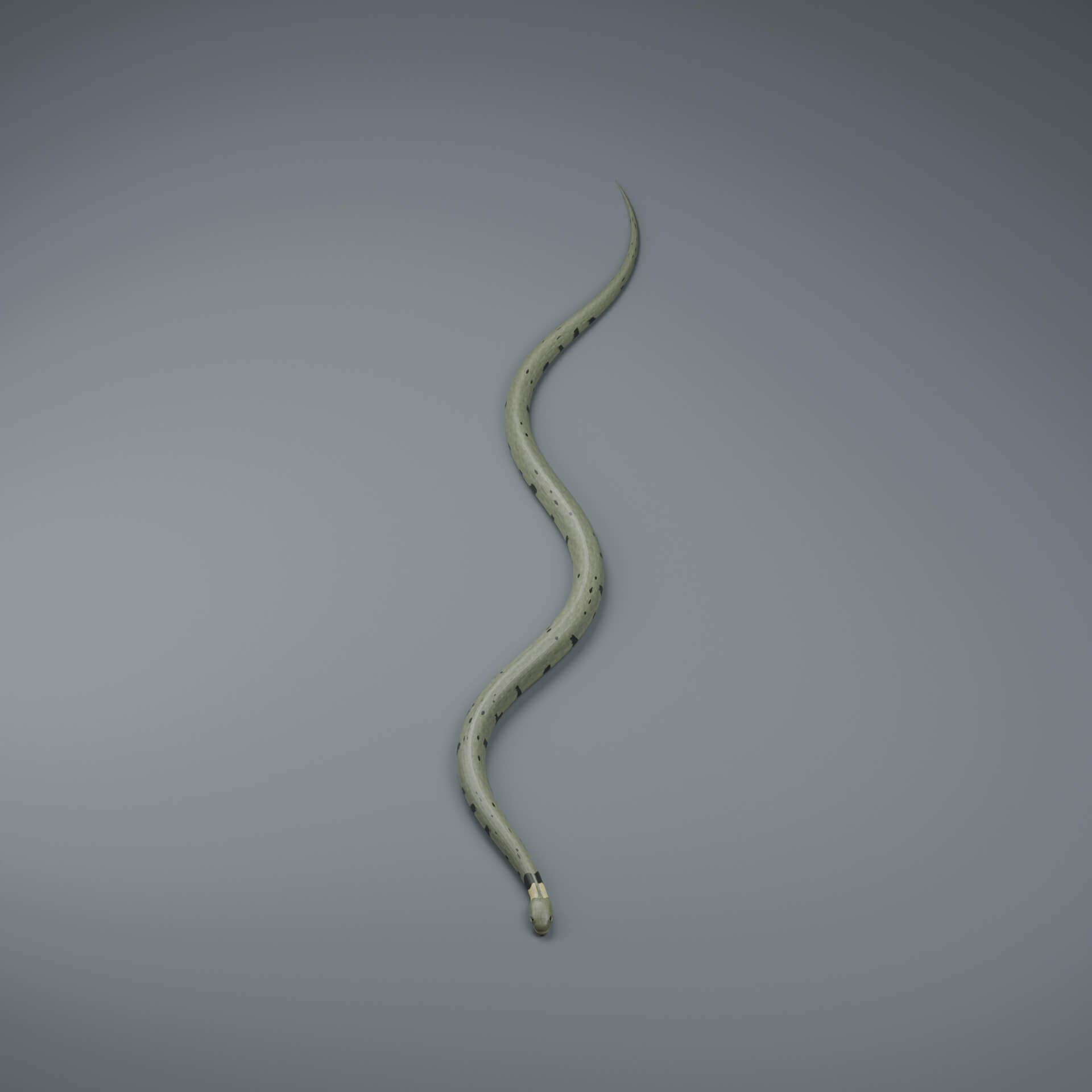 Natrix helvetica - Rigged 3D Animal 3D Model