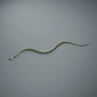 Natrix helvetica - Rigged 3D Animal