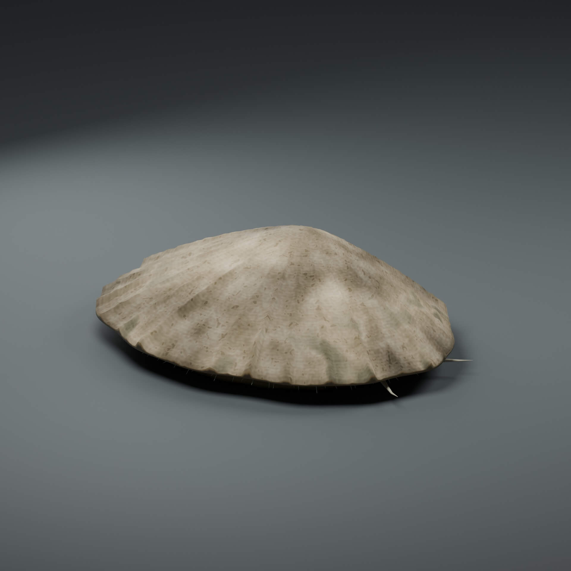 Patella Vulgata - Rigged 3D Animal 3D Model