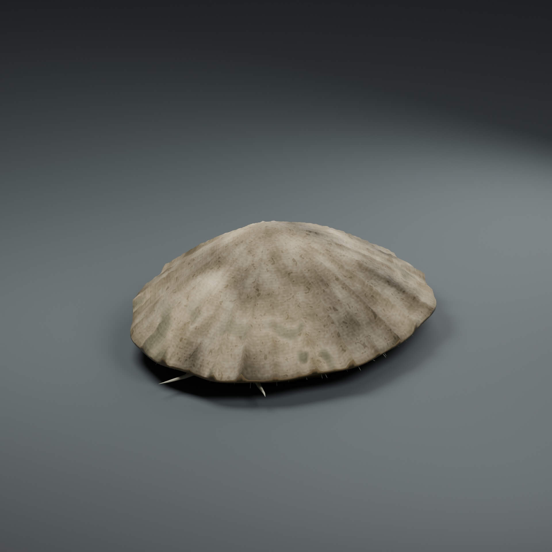Patella Vulgata - Rigged 3D Animal 3D Model