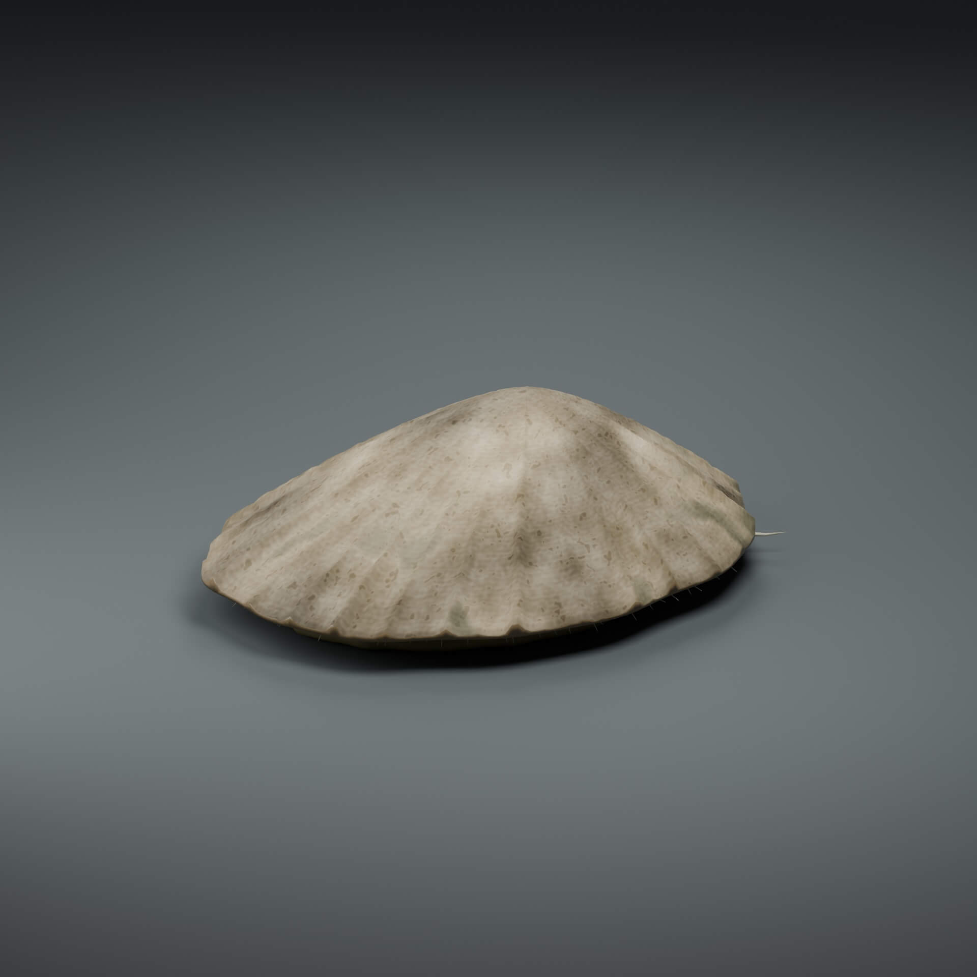Patella Vulgata - Rigged 3D Animal 3D Model
