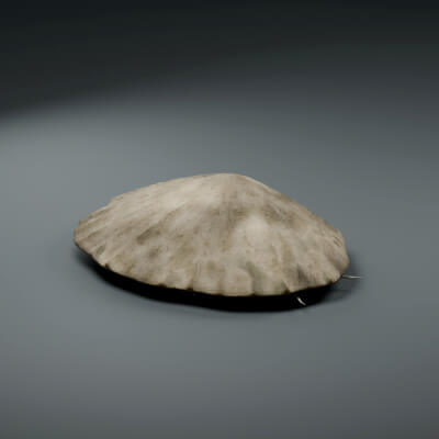 Patella Vulgata - Rigged 3D Animal