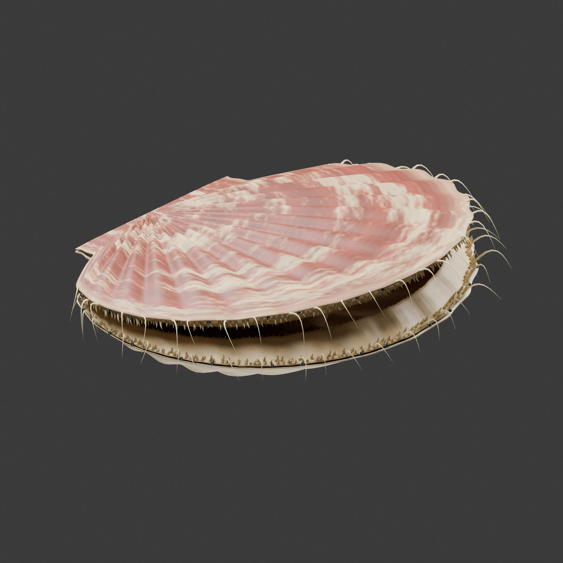 Pecten maximus - Rigged 3D Animal 3D Model