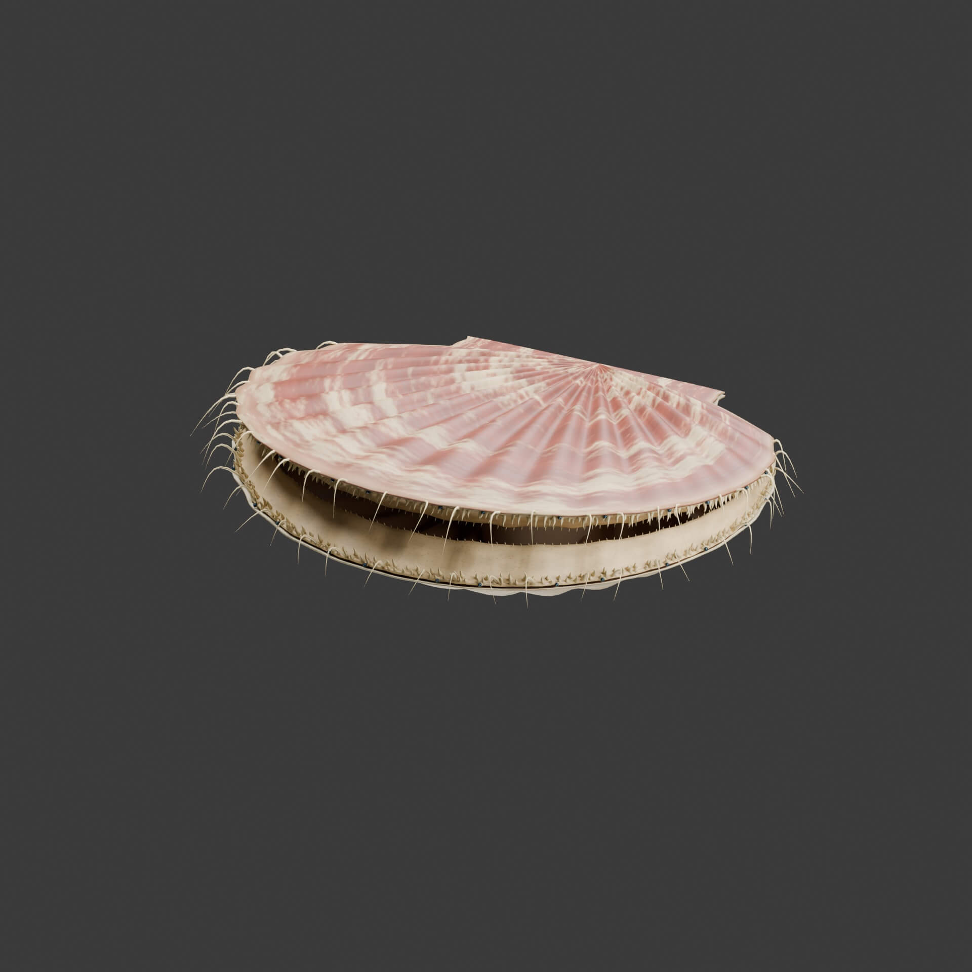 Pecten maximus - Rigged 3D Animal 3D Model