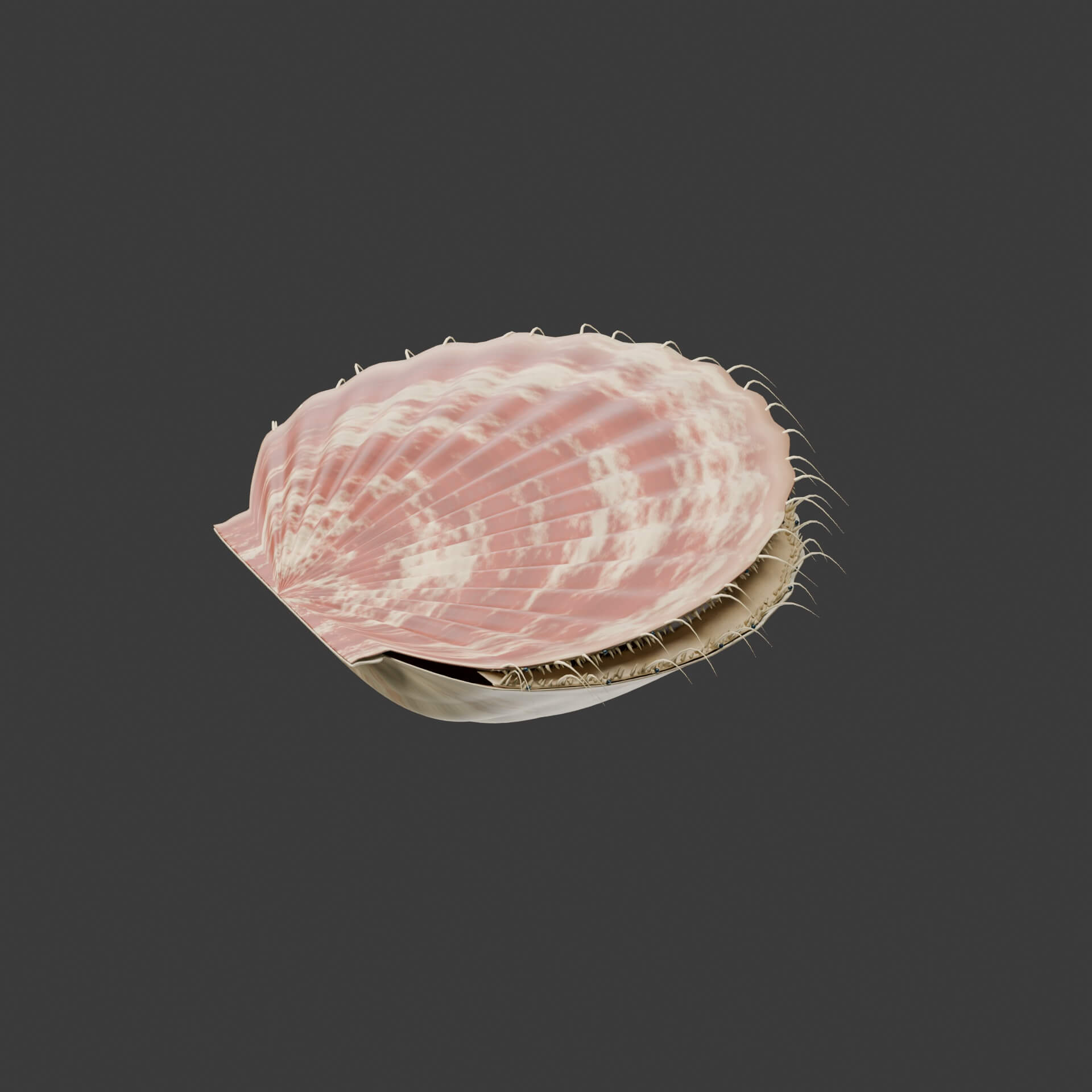 Pecten maximus - Rigged 3D Animal 3D Model