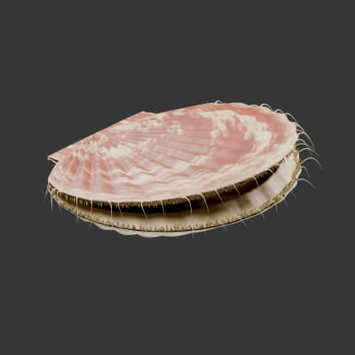 Pecten maximus - Rigged 3D Animal